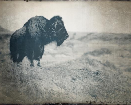 bison