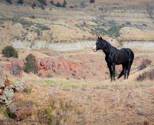 black horse