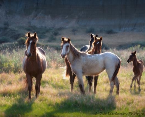 group of horses