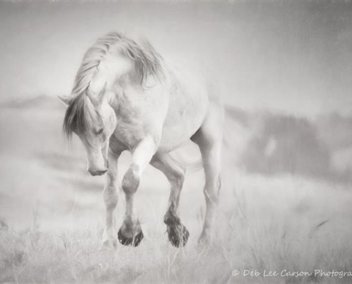 Black and white horse photo