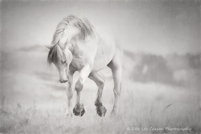Black and white horse photo