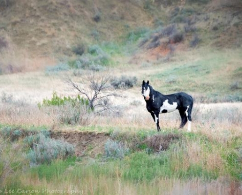 Black and white horse