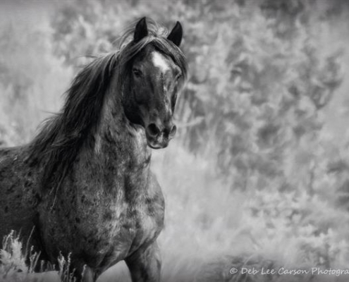 Horse Black and White
