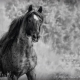 Horse Black and White