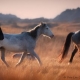 Horses running wild