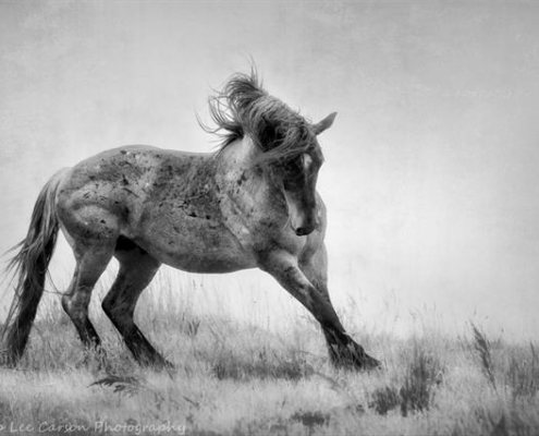 powerful stopping horse