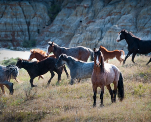 wild horses