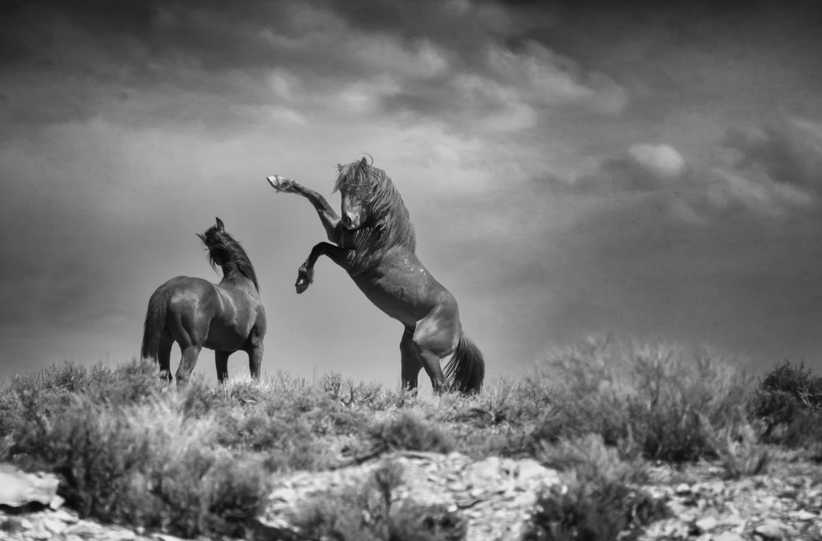 Wild and Fierce, LE - Deb Lee Carson