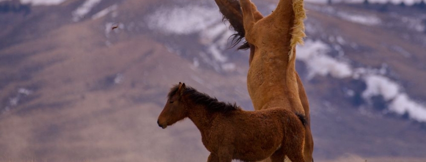 A Quick History of Wild Horses in America