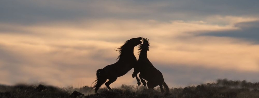 The Best Tips for Safely Photographing Wild Horses