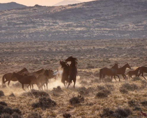Wild Horse Habitats: Where Do Horses Live in America?