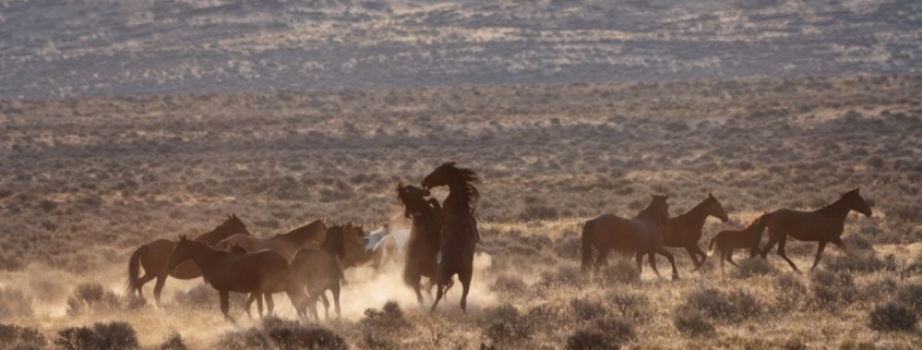 Wild Horse Habitats: Where Do Horses Live in America?