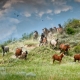 The Different Types of American Wild Horses