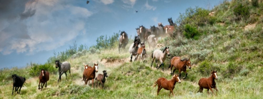 The Different Types of American Wild Horses